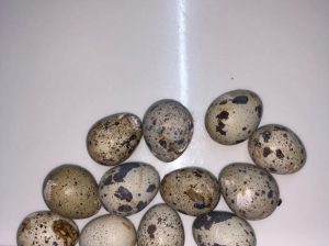 Oeufs de caille