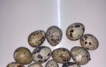 Oeufs de caille