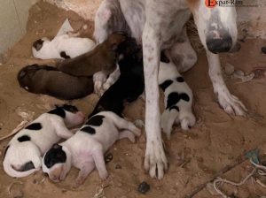 Chiots à donner