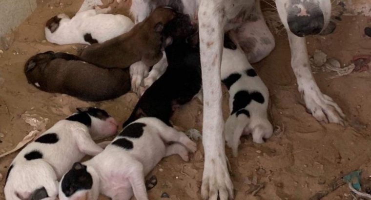 Chiots à donner