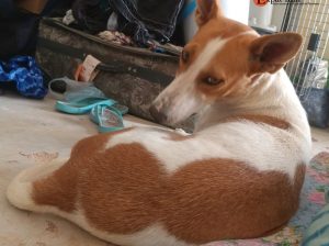 Chienne de garde de maison
