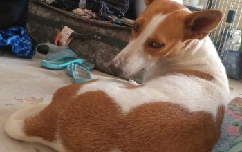 Chienne de garde de maison