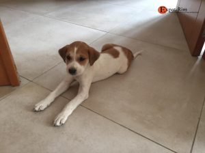 Un chiot femelle à donner