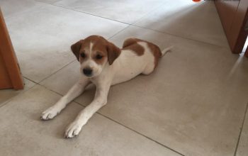 Un chiot femelle à donner