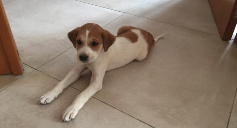Un chiot femelle à donner