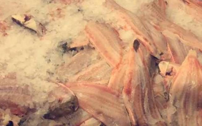 Vente poisson, fruits de mer ultra frais ! avec livraison
