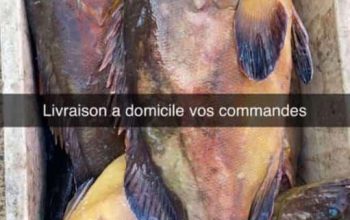 Vente poisson, fruits de mer ultra frais ! avec livraison