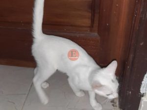 Chatons race Angora couleur blabche 4 mois