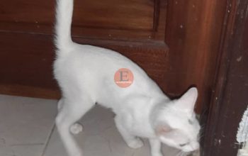 Chatons race Angora couleur blabche 4 mois