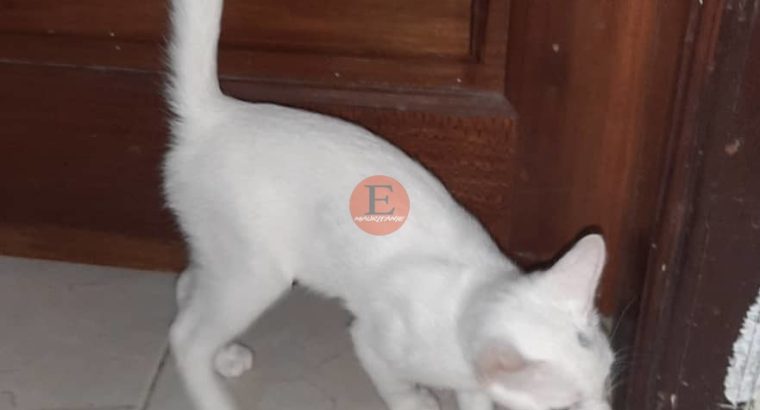 Chatons race Angora couleur blabche 4 mois