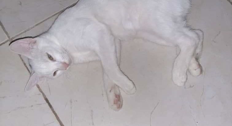 Offre petits chats de pure race Angora