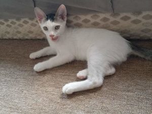 Offre petits chats de pure race Angora