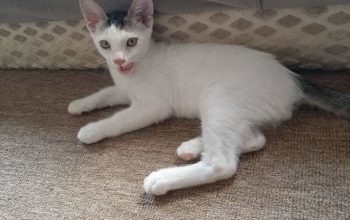 Offre petits chats de pure race Angora