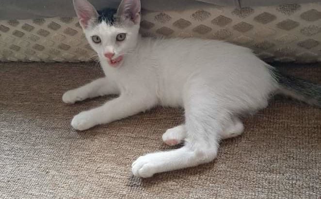 Offre petits chats de pure race Angora