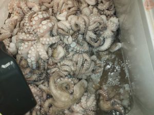 Fruit de mer à vendre par tonne