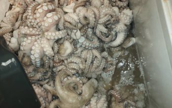 Fruit de mer à vendre par tonne