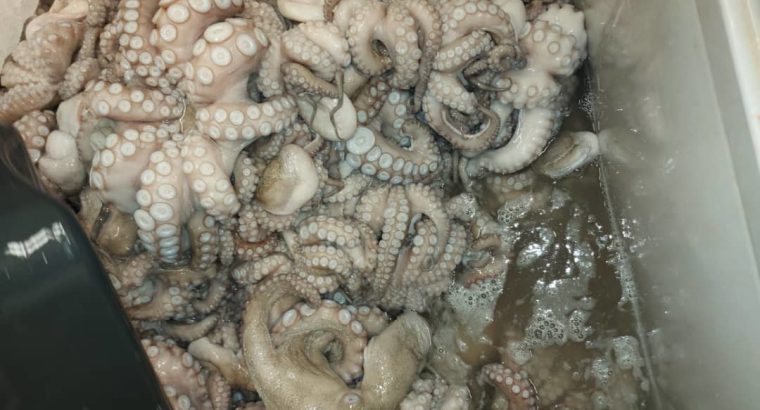 Fruit de mer à vendre par tonne