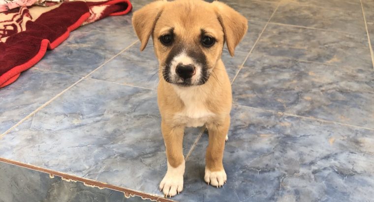 Deux chiots femelles à adopter