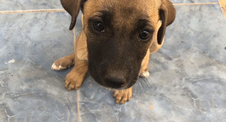 Deux chiots femelles à adopter
