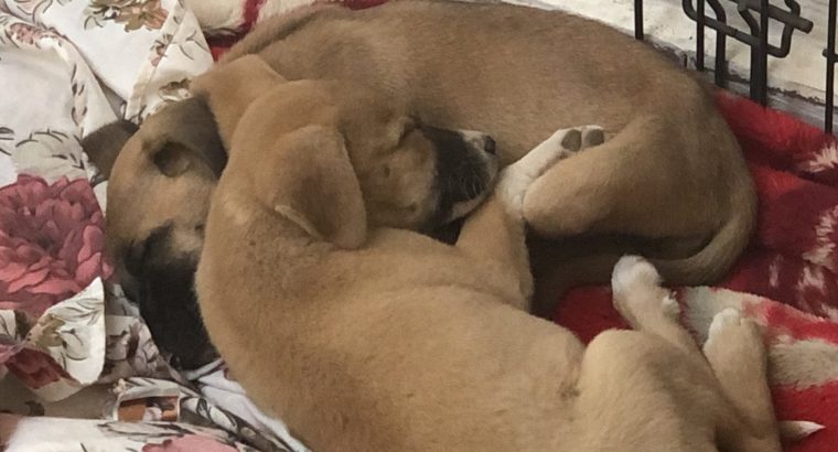 Deux chiots femelles à adopter