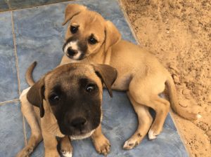 Deux chiots femelles à adopter