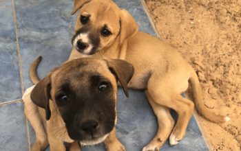 Deux chiots femelles à adopter