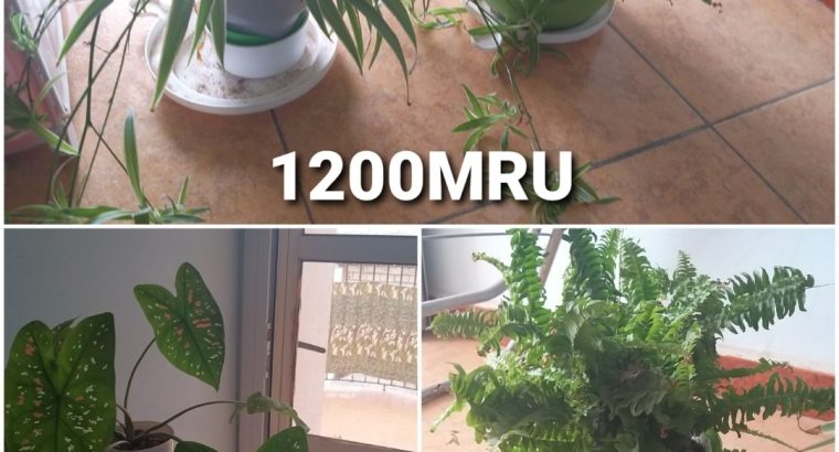 Cause départ, je vends qq articles de maison