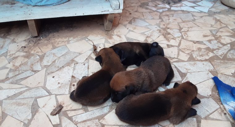 Berger belge malinois