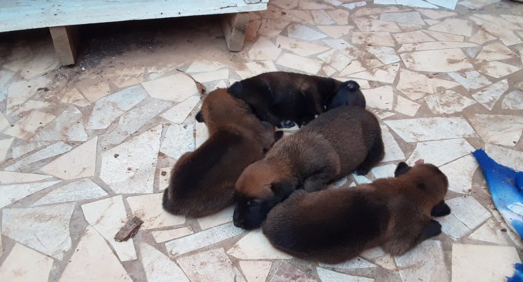 Berger belge malinois