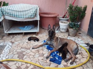 Berger belge malinois