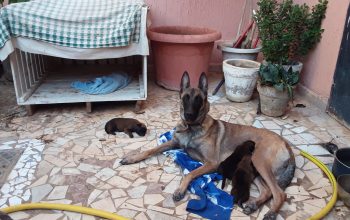 Berger belge malinois
