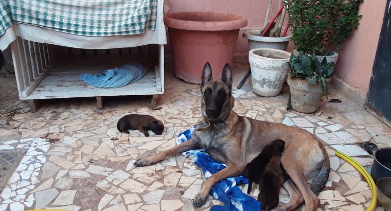 Berger belge malinois