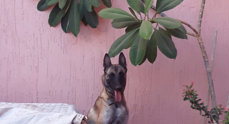 Berger belge malinois