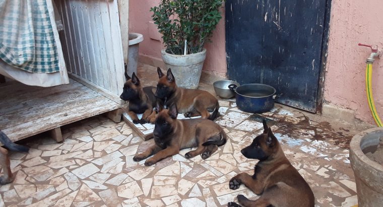 Berger belge malinois