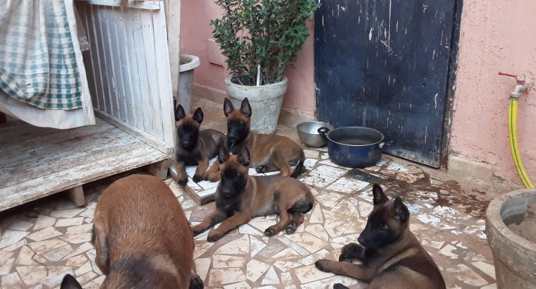 Berger belge malinois