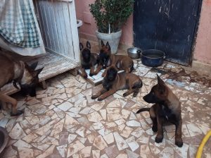 Berger belge malinois
