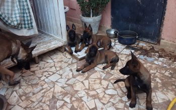Berger belge malinois