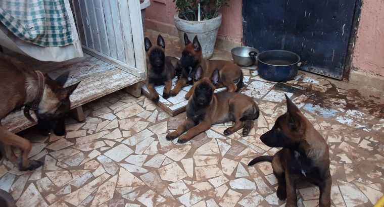 Berger belge malinois