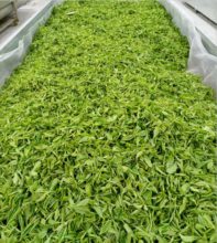 Fournisseur thé vert de Chine ( usinier et agriculteur )
