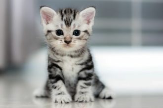 A la recherche d’un chaton à adopter