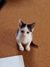 Chatons pour adoption