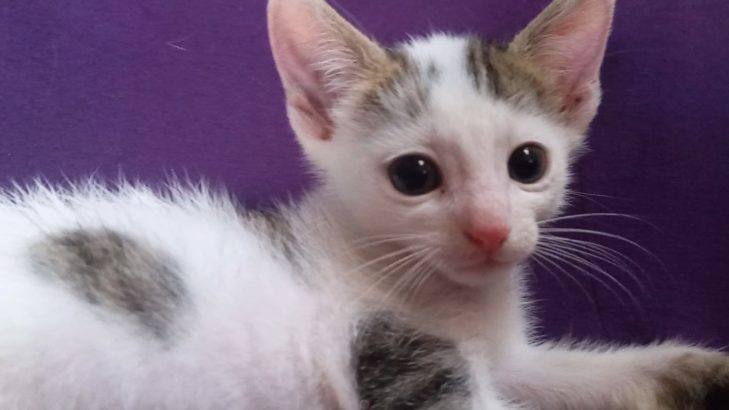 Chatons pour adoption